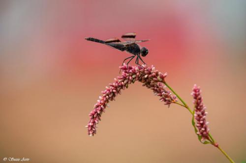 מאקרו Macro photography